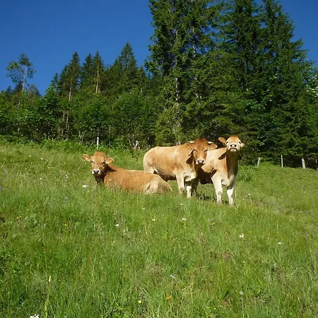 مزرعة للإقامة Forsterhof *