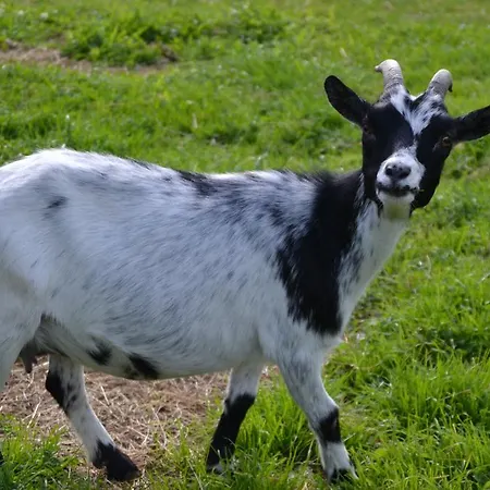 Forsterhof رامساو أم داتشستين