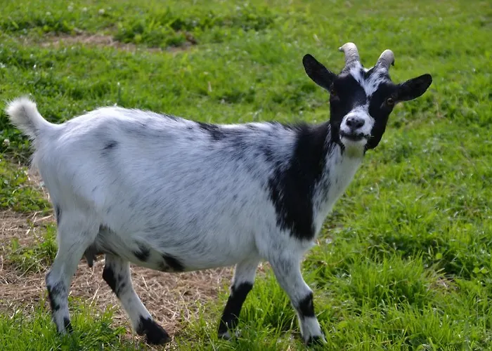 Forsterhof Рамзау